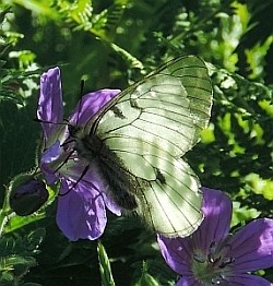 Clouded Apollo - Papilio mnemosyne © Teresa Farino